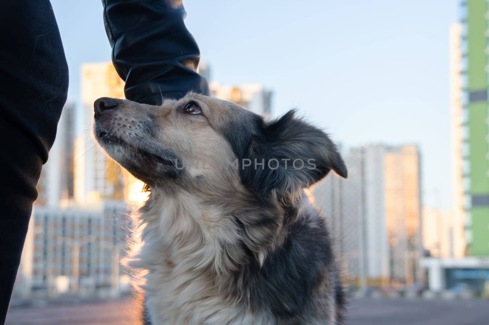 Man stroking the head of a fluffy dog close up