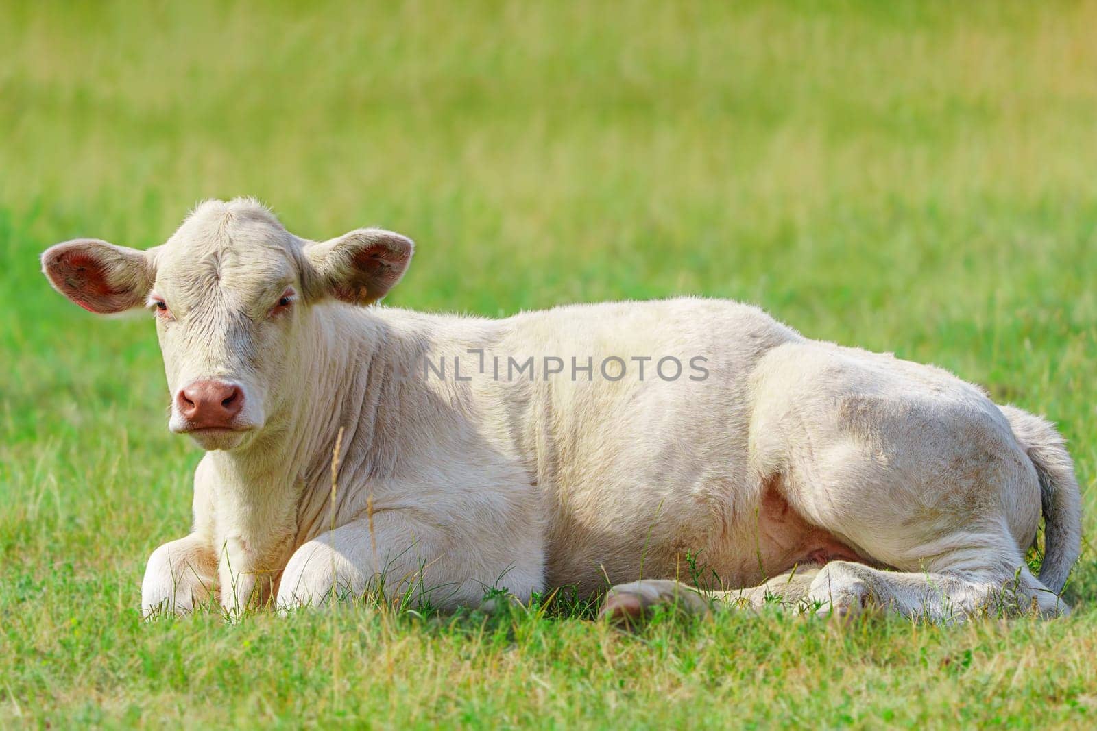 Enjoying the warmth of a sunny summer day, a group of white French meat cows peacefully relax and graze on the vibrant green pasture in the serene countryside