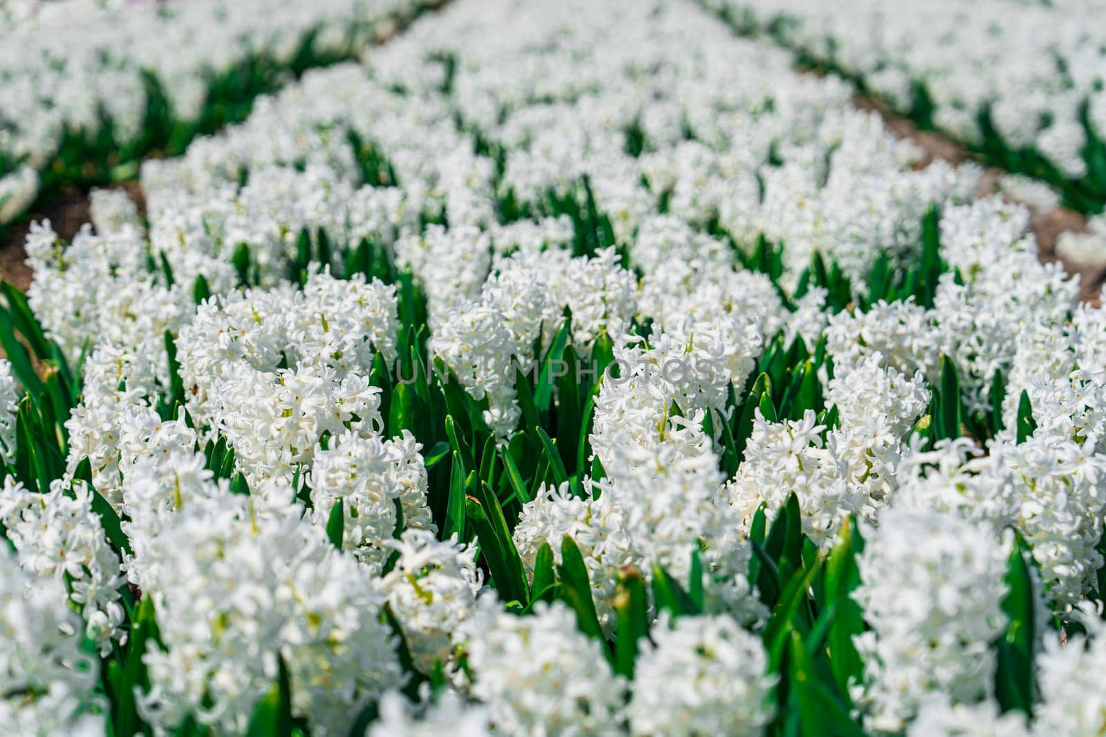 Scenic White Hyacinth Fields: Embracing the Splendor of Dutch Springtime Beauty by PhotoTime