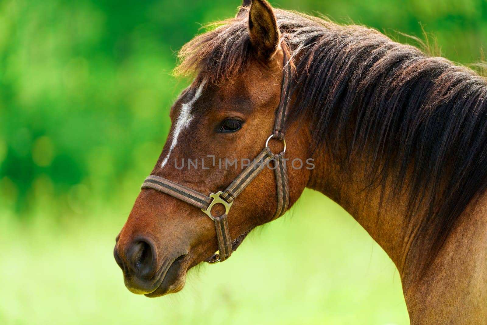 Close-up of a majestic Thoroughbred horse in golden summer sunlight. The horse's mane and coat shine in the warm light, creating a stunning and powerful image of grace and strength.