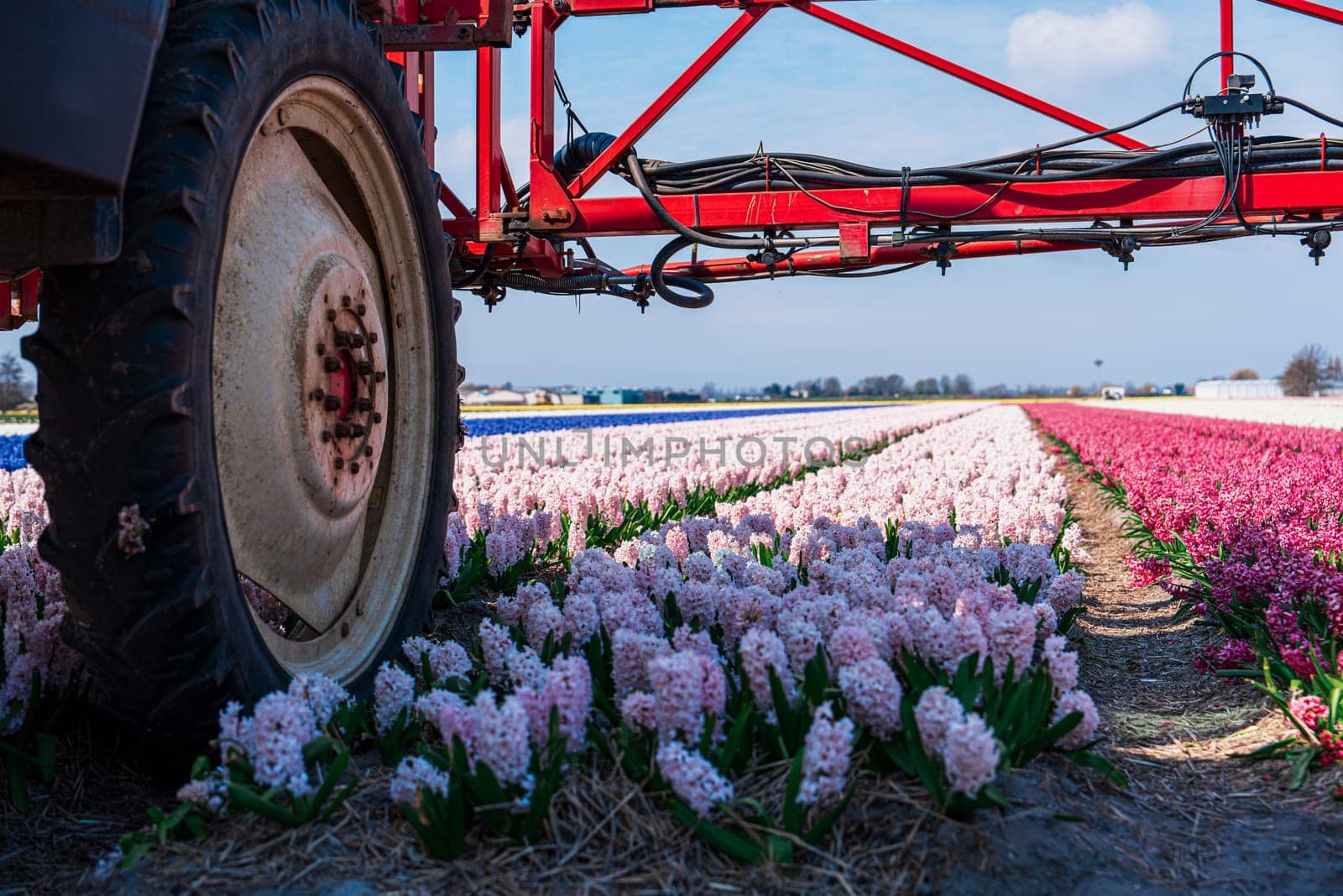 A tractor is spraying pesticide on a colorful flower field in the Netherlands. This pest control process is essential for the cultivation and protection of the vibrant blooming crops.