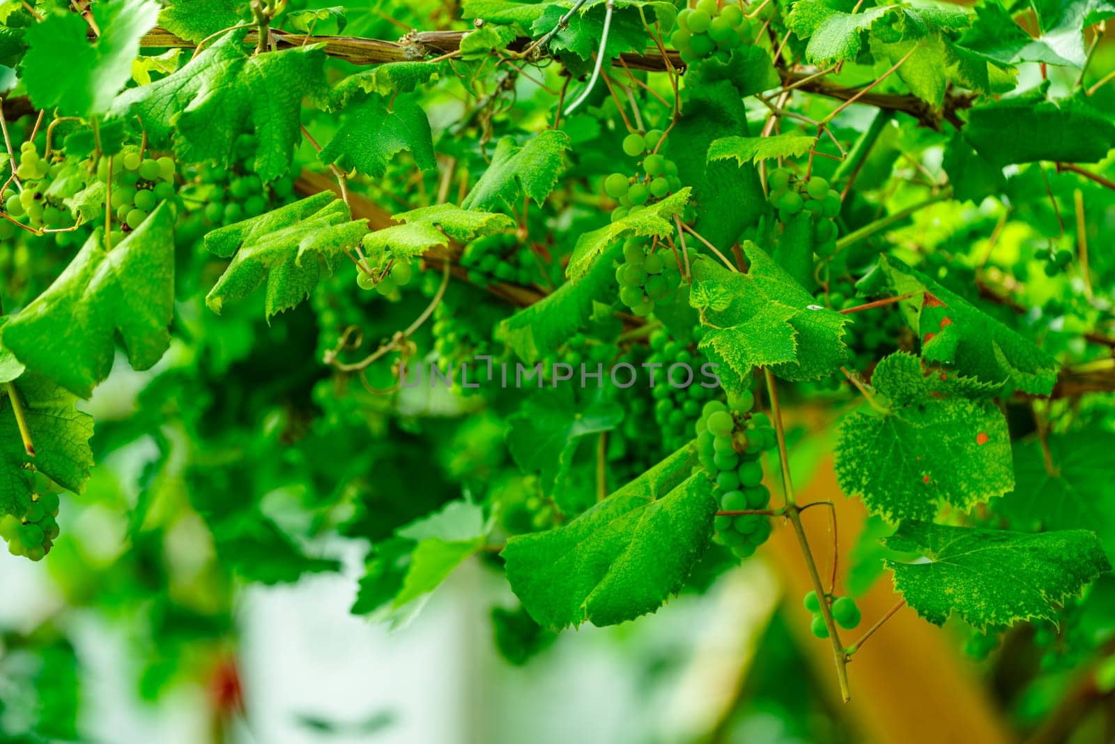 Idyllic Northern Greenhouse Vineyard Offering a Stunning Background Setting by PhotoTime