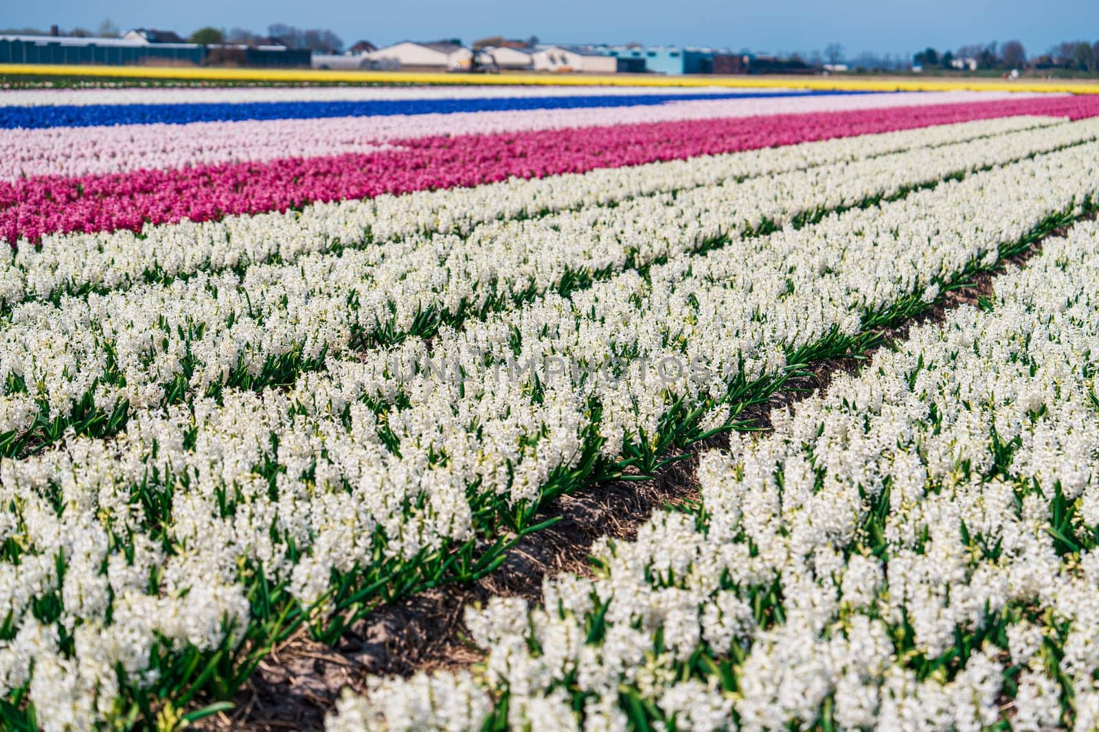 Serene Hyacinth Landscape: Capturing the Beauty of Dutch Springtime by PhotoTime