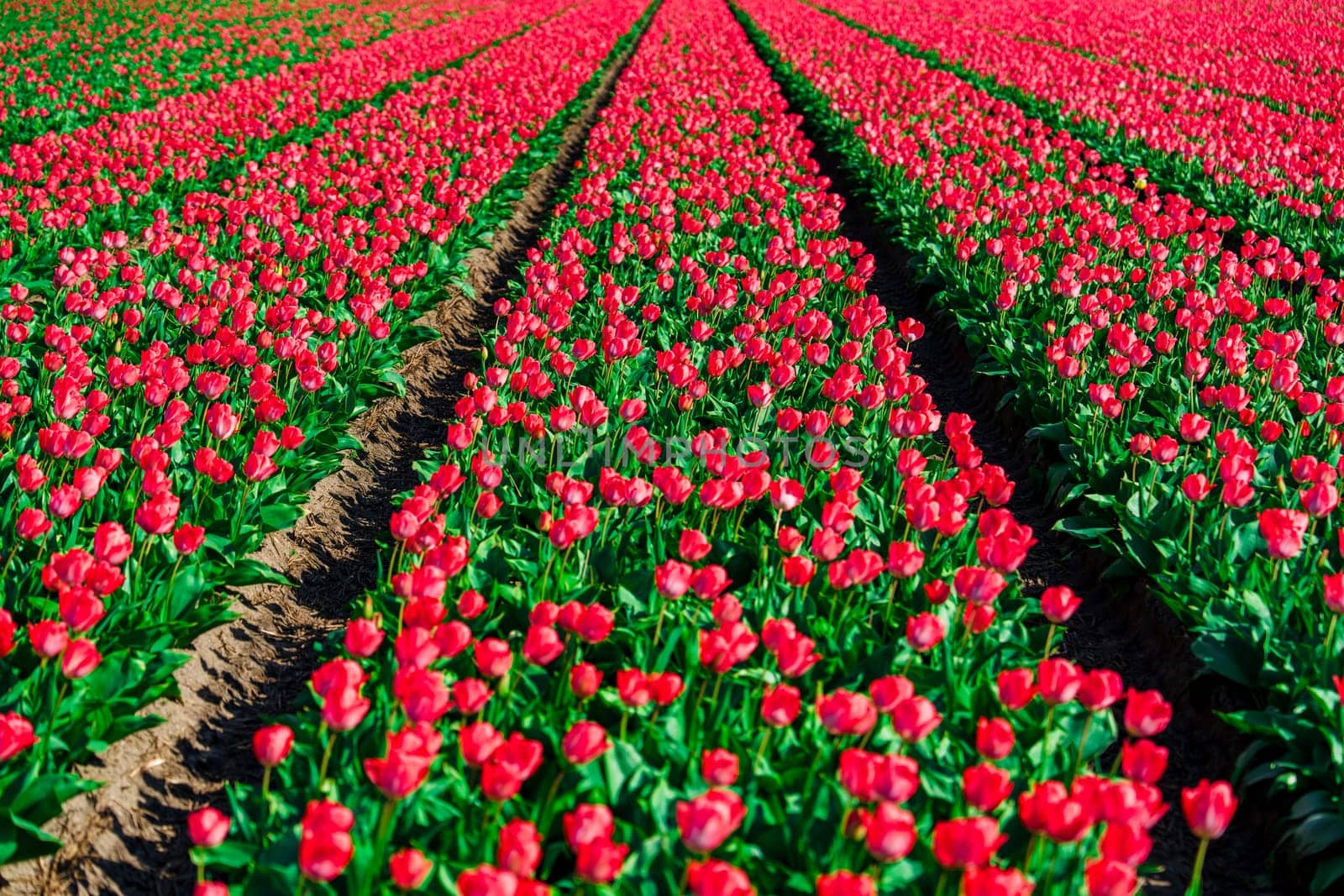 A captivating landscape featuring a mesmerizing view of lush red Dutch tulip fields, providing a splendid springtime vision with stunning natural beauty and captivating colors.