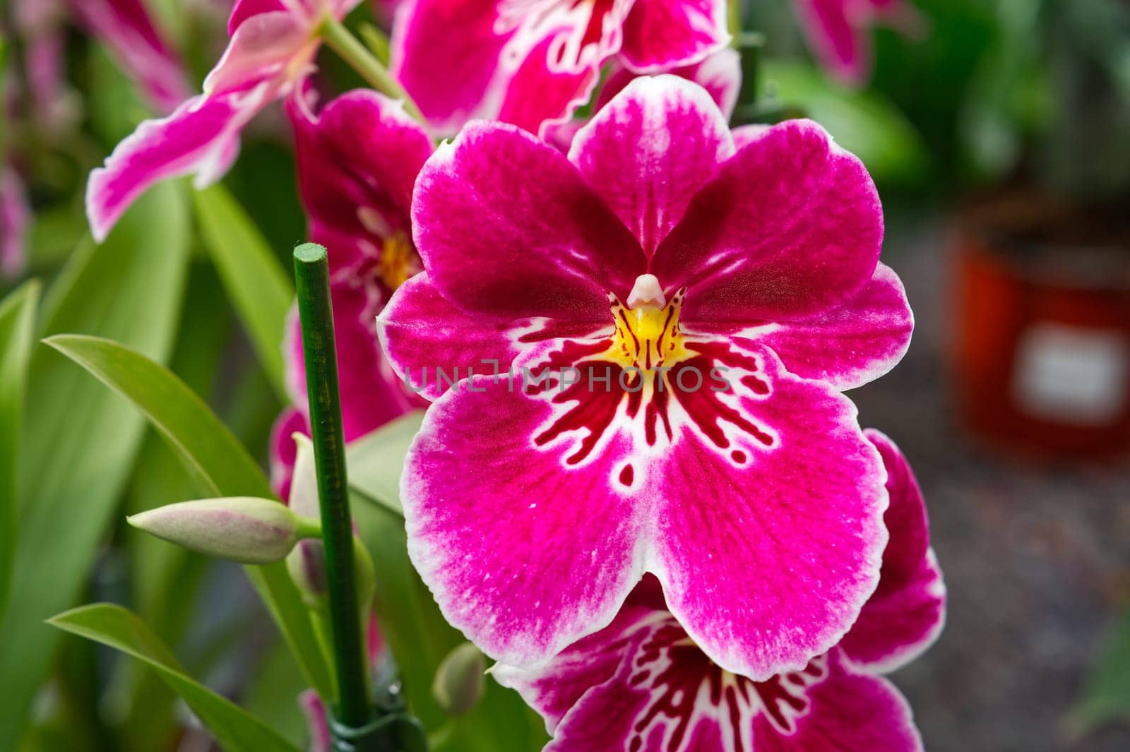 Vibrant pink orchids in full bloom, showing delicate petals and vibrant color. This close-up shot captures the beauty of tropical floral nature, perfect for botanical, spa, or nature-themed designs.