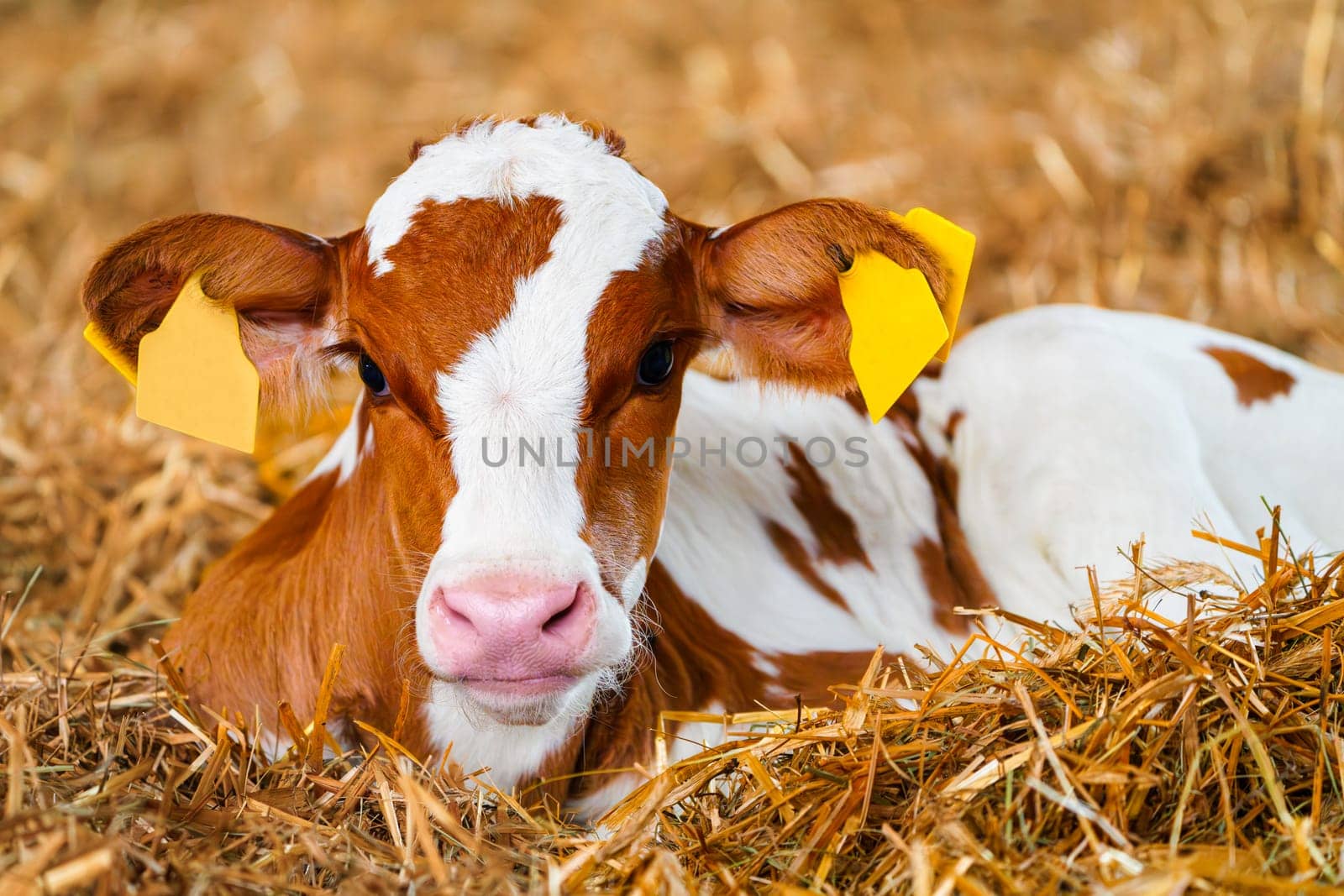 Adorable White and Orange Calf Resting in Fresh Hay on the Farm by PhotoTime