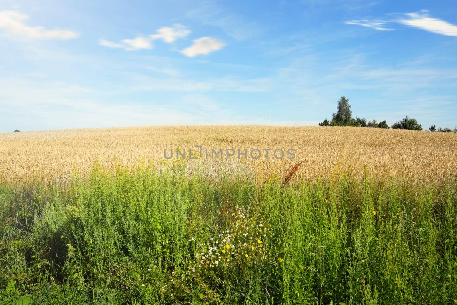 Captivating rural landscape of a lush wheat field basking in the warm sunlight on a serene summer day in Poland, set against the backdrop of a clear, tranquil blue sky.