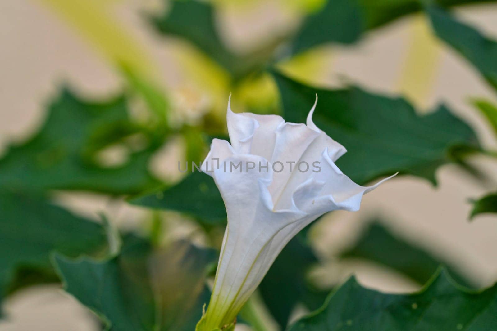 Datura stramonium, known by the common names thorn apple, jimsonweed jimson weed, devil's snare, or devil's trumpet, is a poisonous flowering plant of the nightshade family Solanaceae. It is a species belonging to the Datura genus and Daturae tribe. Its likely origin was in Central America, and it has been introduced in many world regions. It is an aggressive invasive weed in temperate climates and tropical climates across the world by roman_nerud