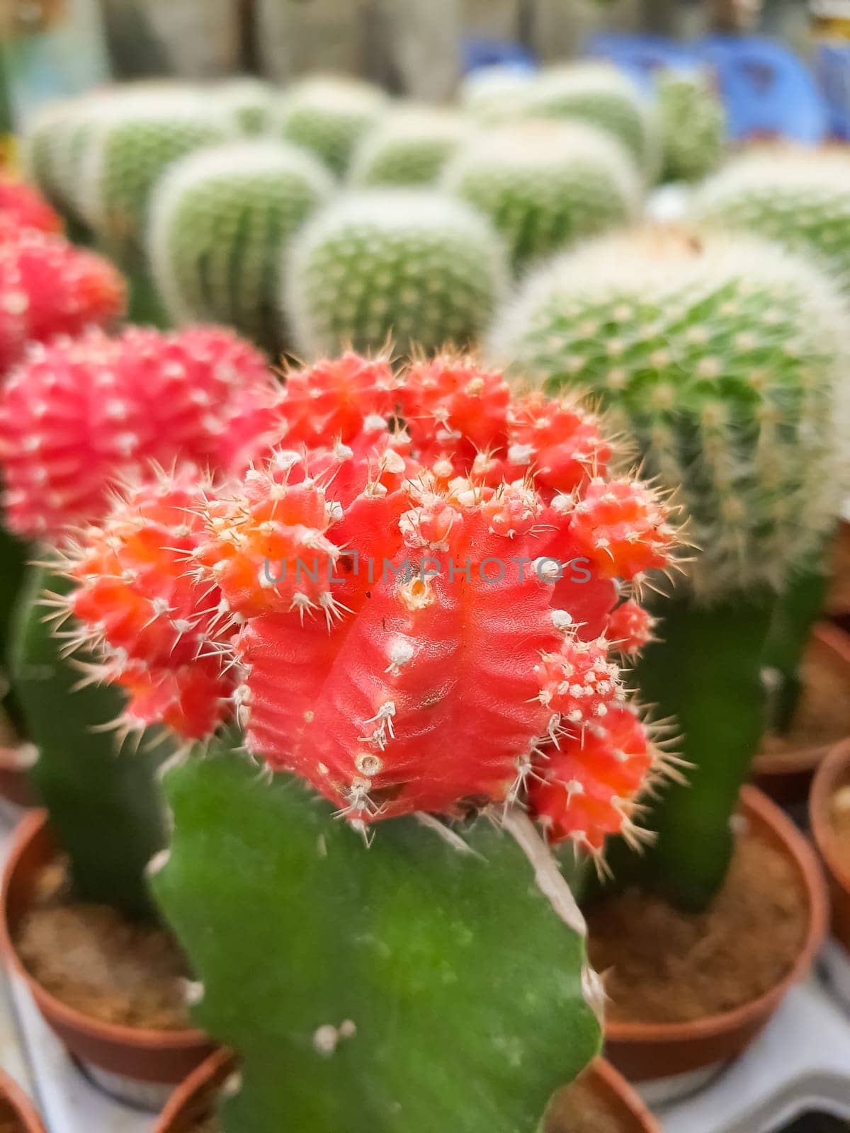 Miniature cactus pot decorate in the garden.various types beautiful cactus market or cactus farm