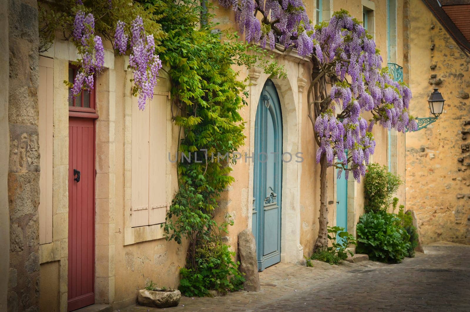 Old wooden french doors with climbing wisteria hanging on the wall