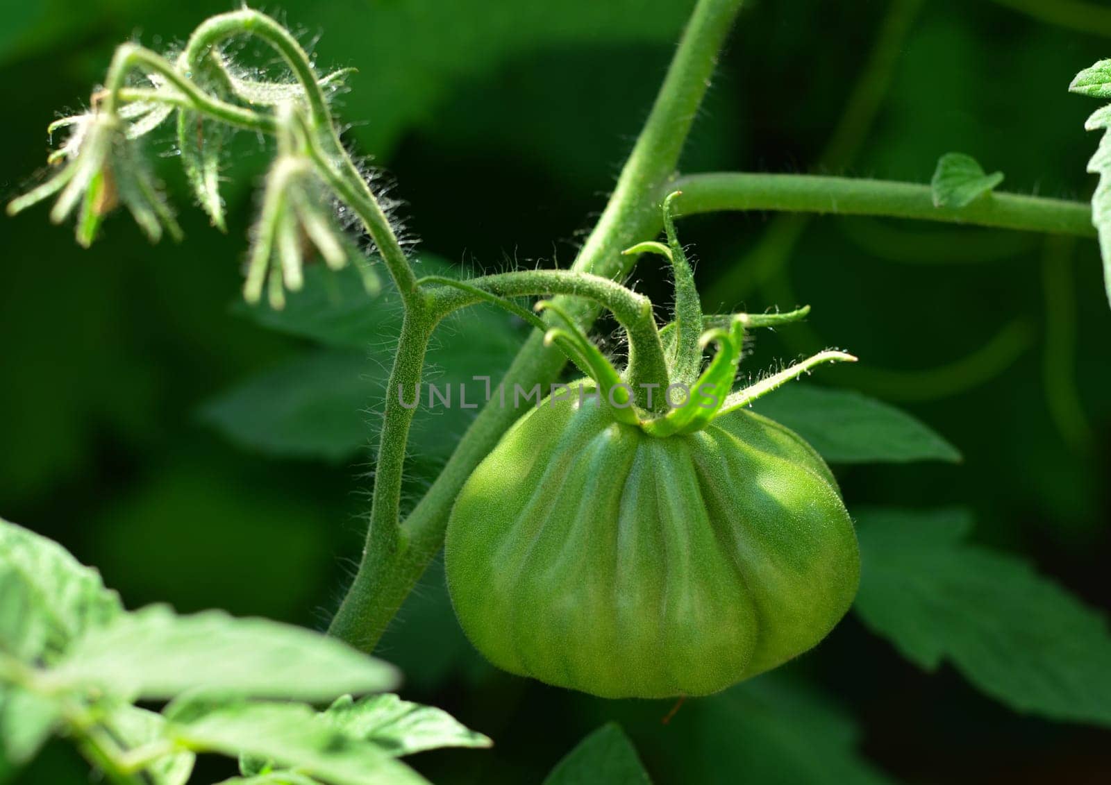 green tomatoes on tomato tree in a garden