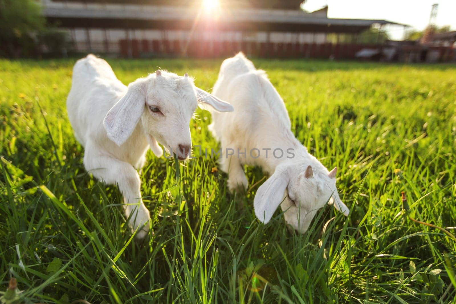 Two white goat kids grazing on spring meadow, wide angle photo with sun backlight farm in background. by Ivanko