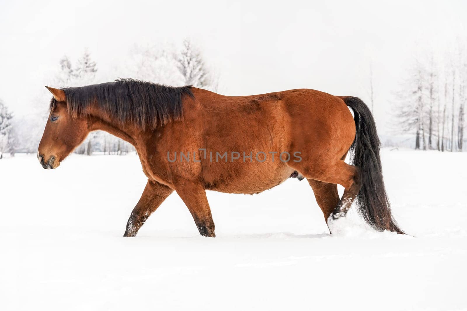 Brown horse wading through snow in winter, blurred trees in background, side view