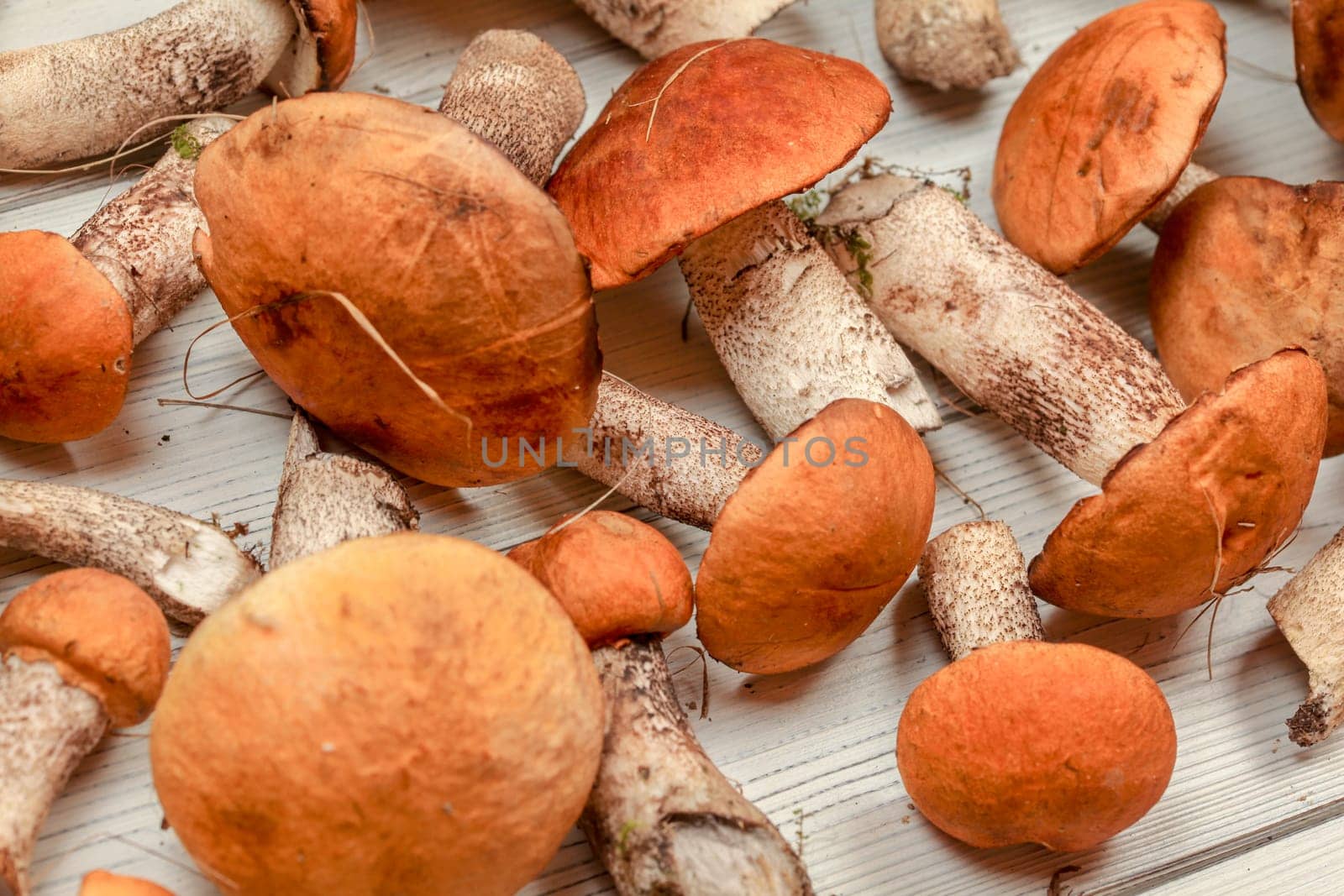 Closeup of freshly picked forest mushrooms (orange scaber stalk variety) on white boards desk.