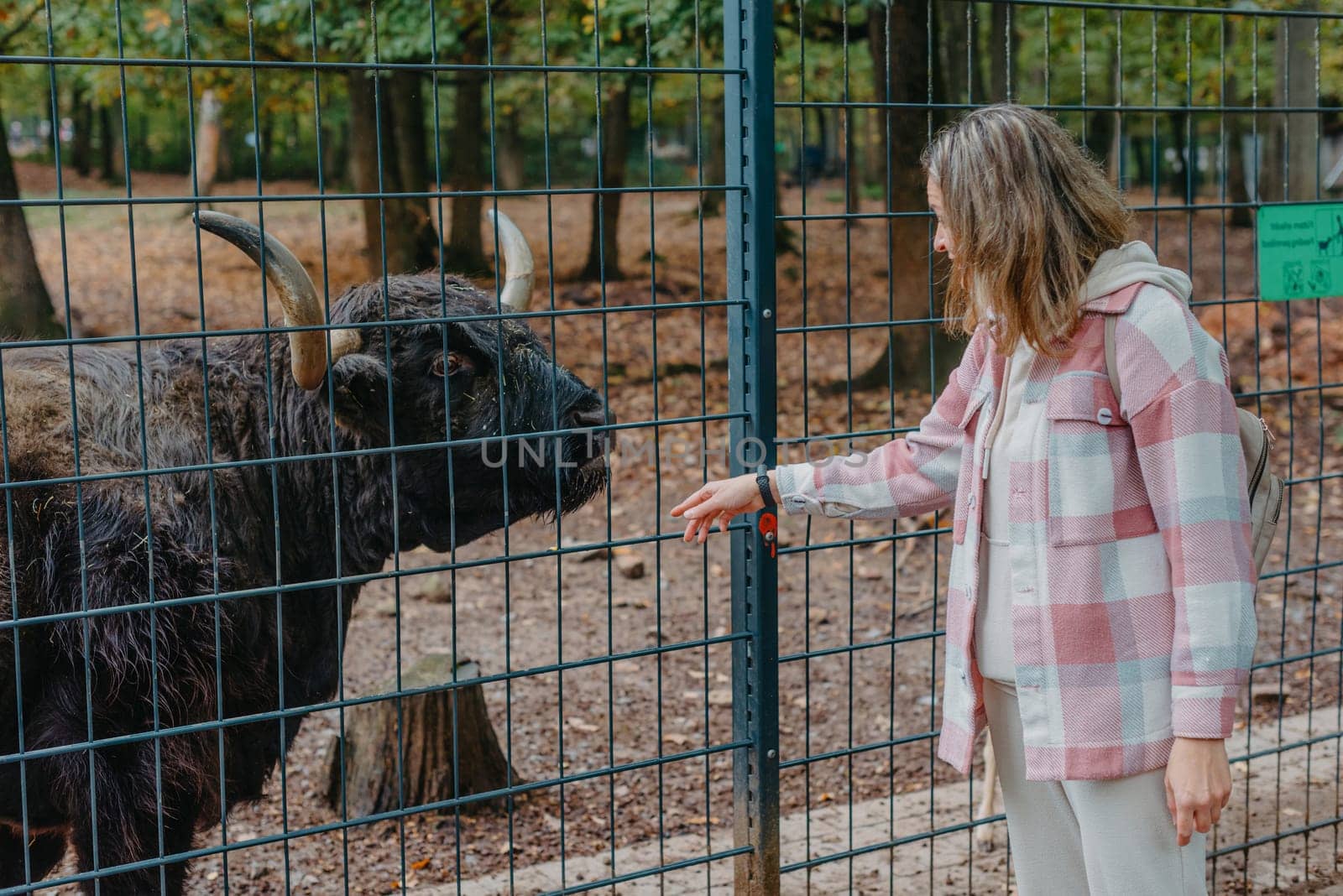 Beautiful girl in a coat feeding buffalo. Grl feeding buffalo at animal farm. Bison face under fencing paddock. by Andrii_Ko