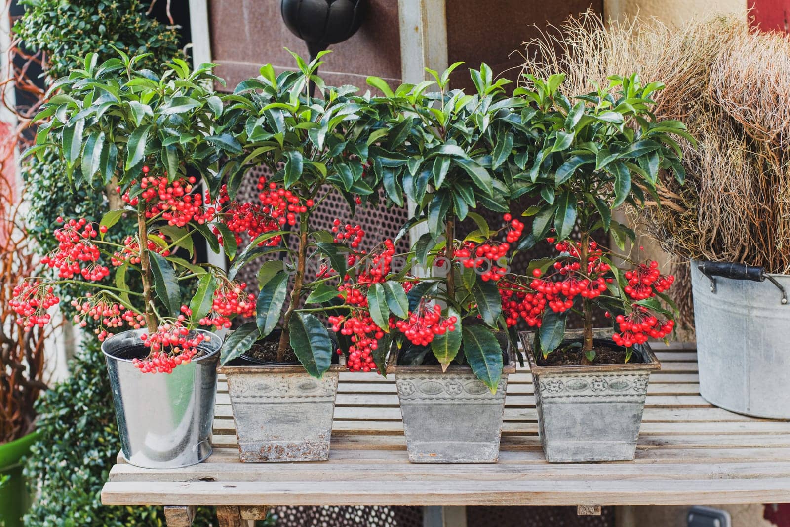 Red berry tree PYARACANTHA PLANT for planting in the garden