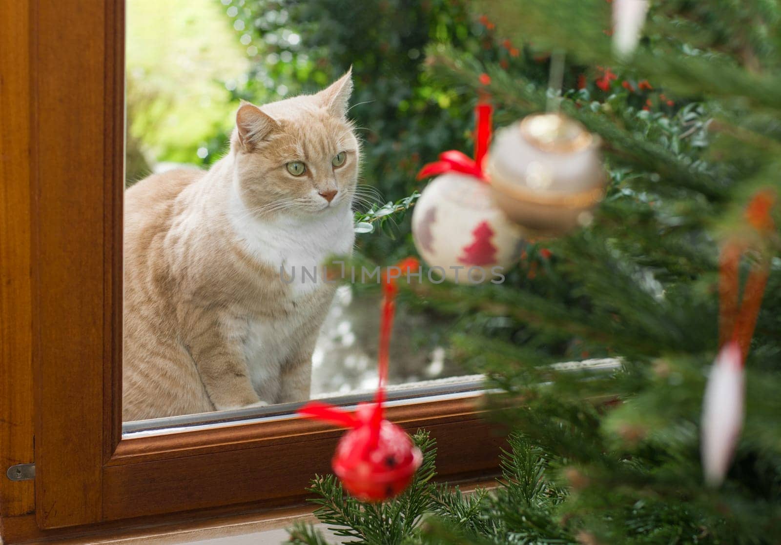 Red cat looking through a window on a Christmas tree with toys