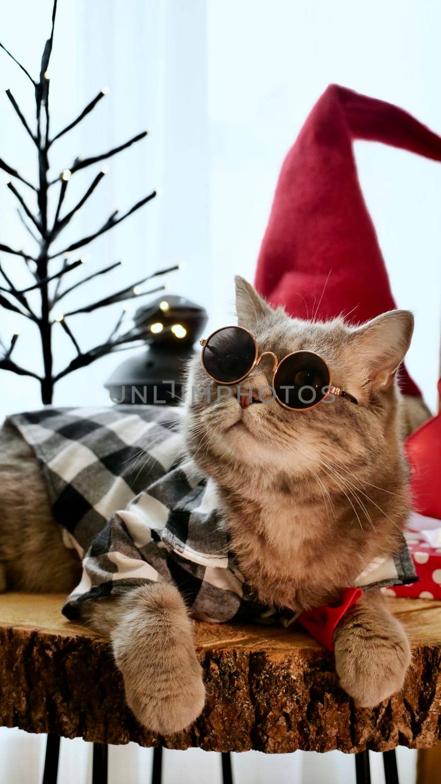 Scottish straight eared cat with glasses and red decorations on Happy New Year, celebrating Holiday Merry Christmas. Pet sitting on the table at home