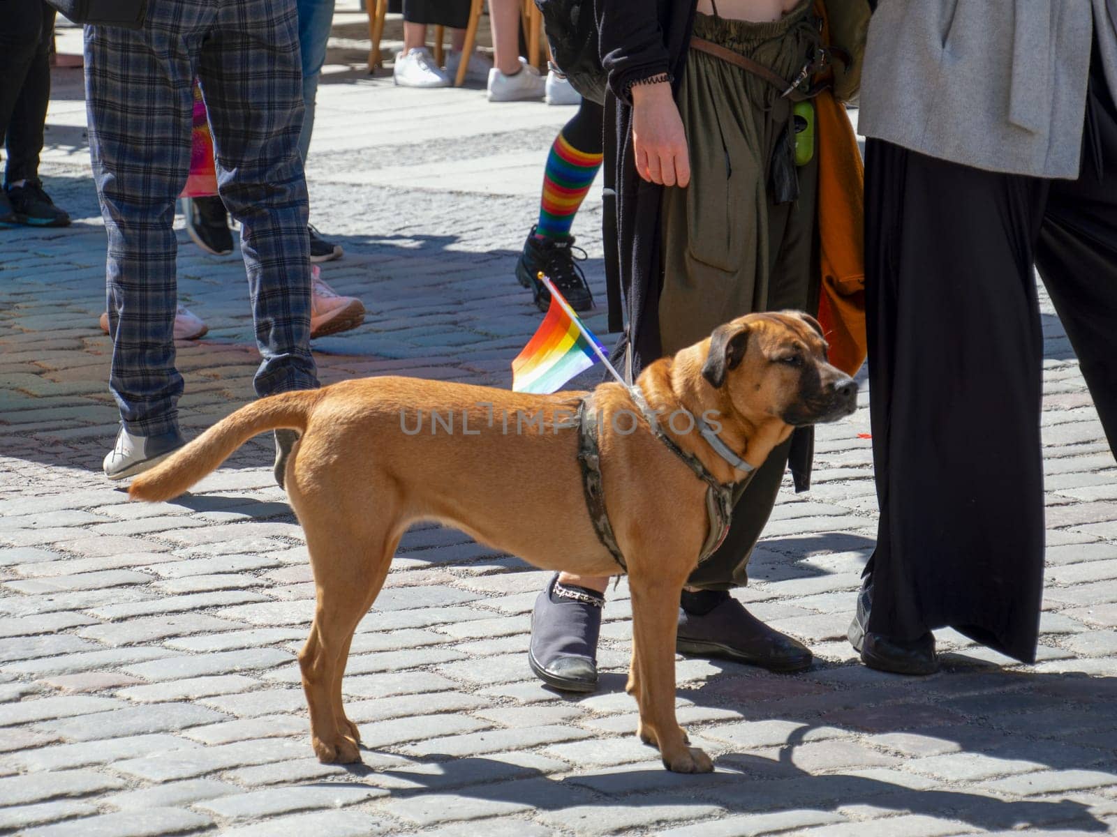 A brown dog takes part in the annual gay parade of the LGBT community with a bright scarf around his neck. gay pride parade of freedom and diversity, happy participants walking. Baltic Pride is an annual LGBT festival