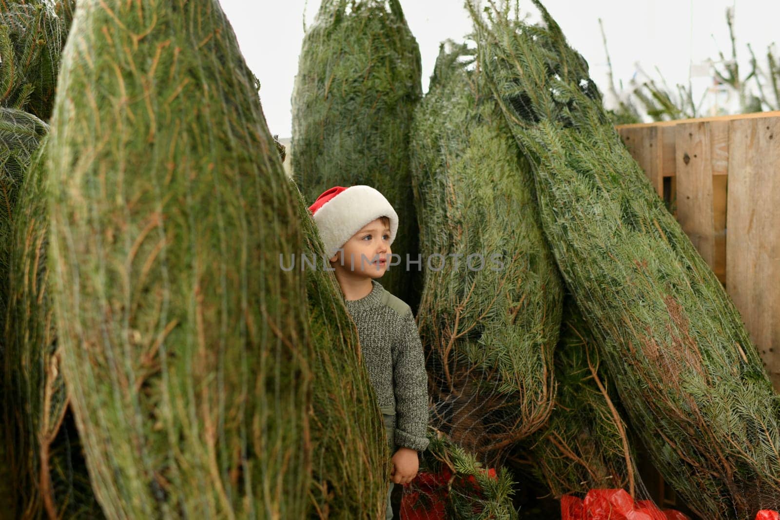 A boy chooses a christmas tree at a shop
