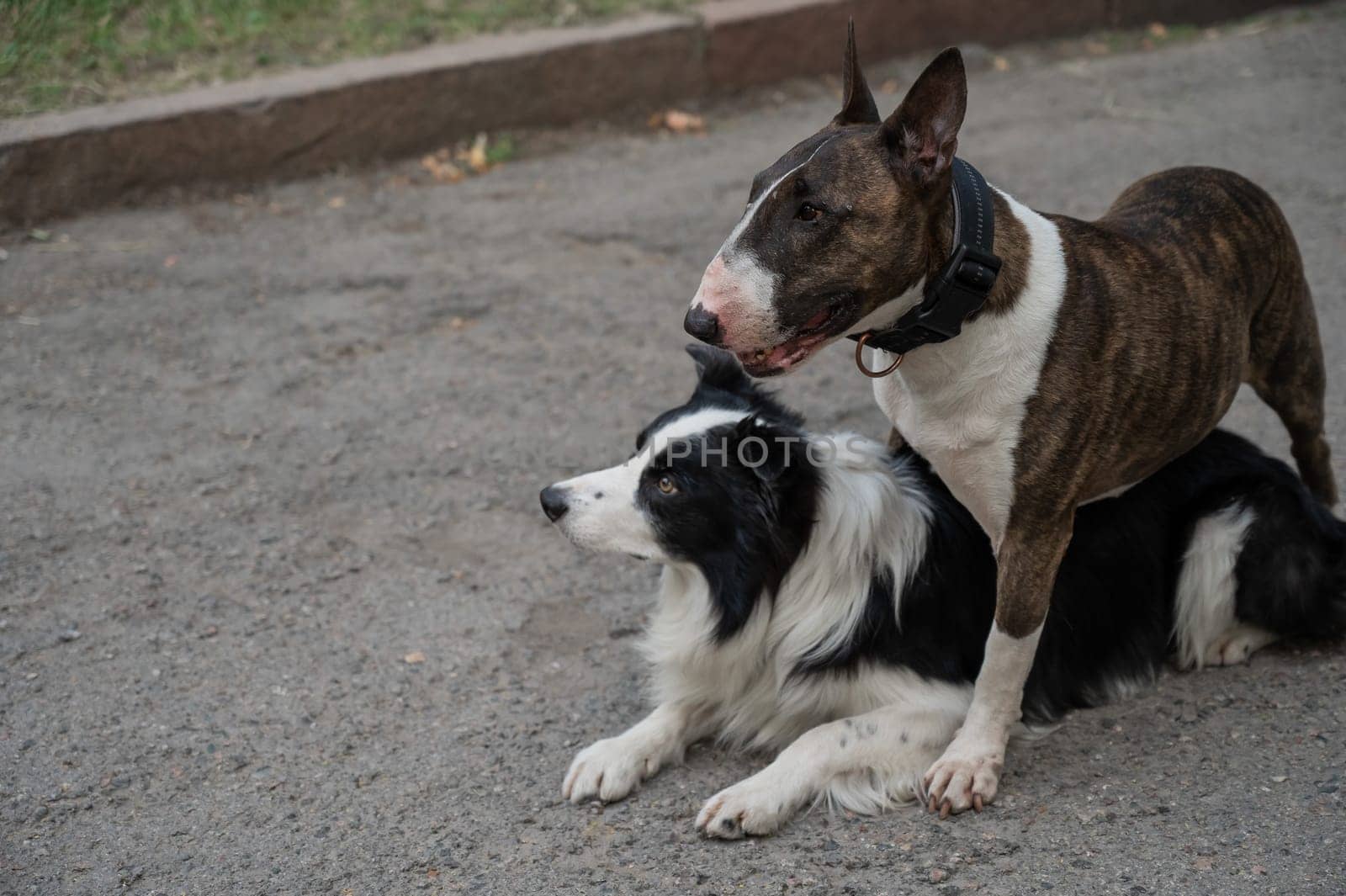 Two dogs are hugging on a walk. Border collie and bull terrier. by mrwed54