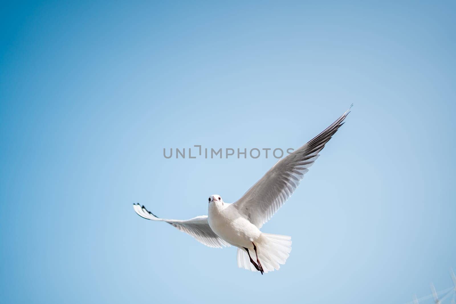 Flying seagull in clear sky. Low angle view of seagull flying against clear sky during sunny day. Clearly show full body, white feather texture and black wings tip. Alone seagull flies in clear sky