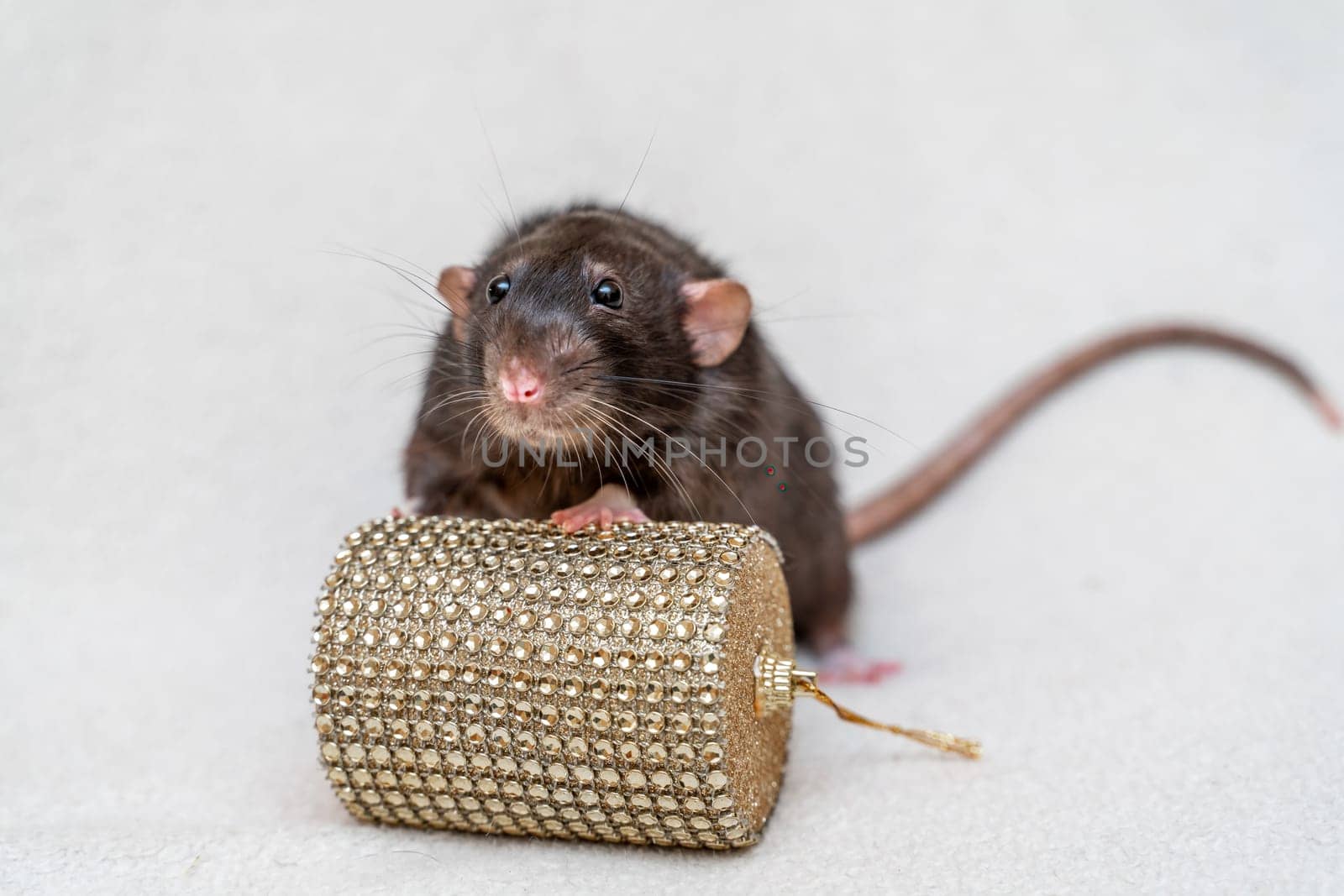 Black rat. Funny black rat Dumbo sits on a white carpet with a box. Symbol of the Chinese New Year