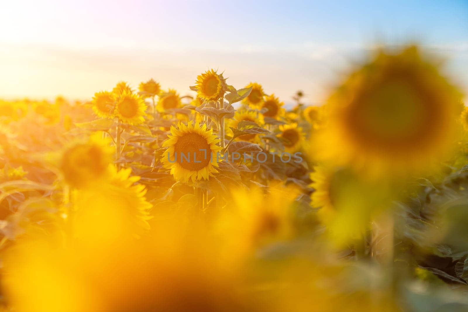 A beautiful field of sunflowers against the sky in the evening light of a summer sunset. Sunbeams through the flower field. Natural background. Copy space. by Matiunina