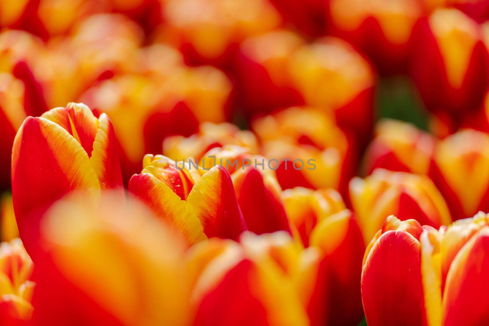 Orange tulips spring blossoming, bokeh flower background, pastel and soft floral card, selective focus.