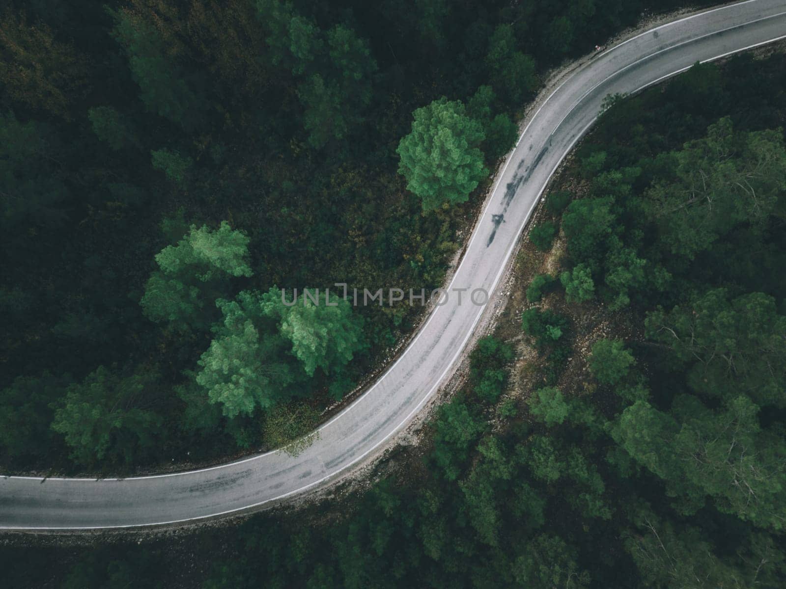 Aerial view of forest road with pine trees on both sides in autumn