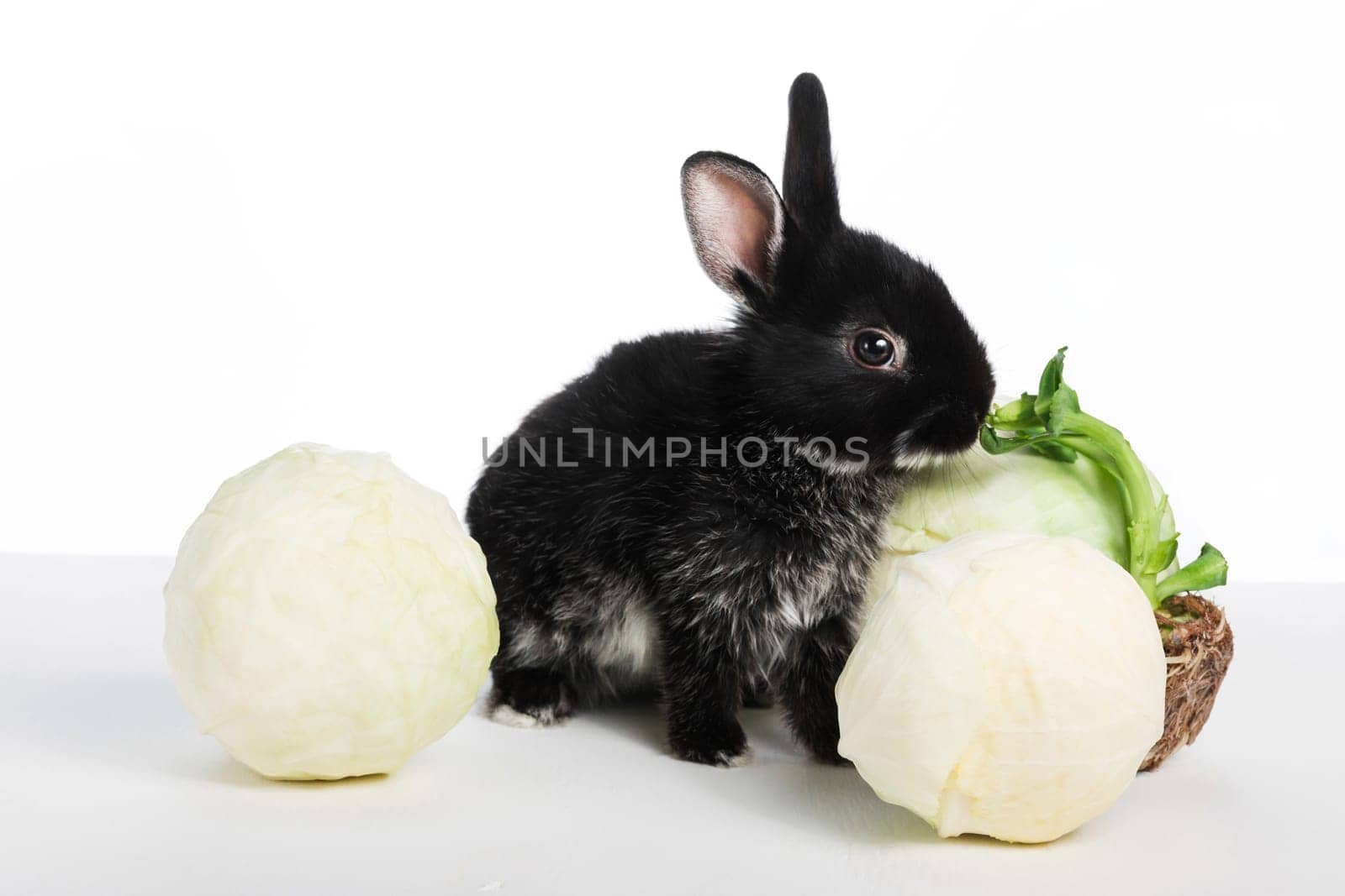 Cute black rabbit eats cabbage on a white isolated background