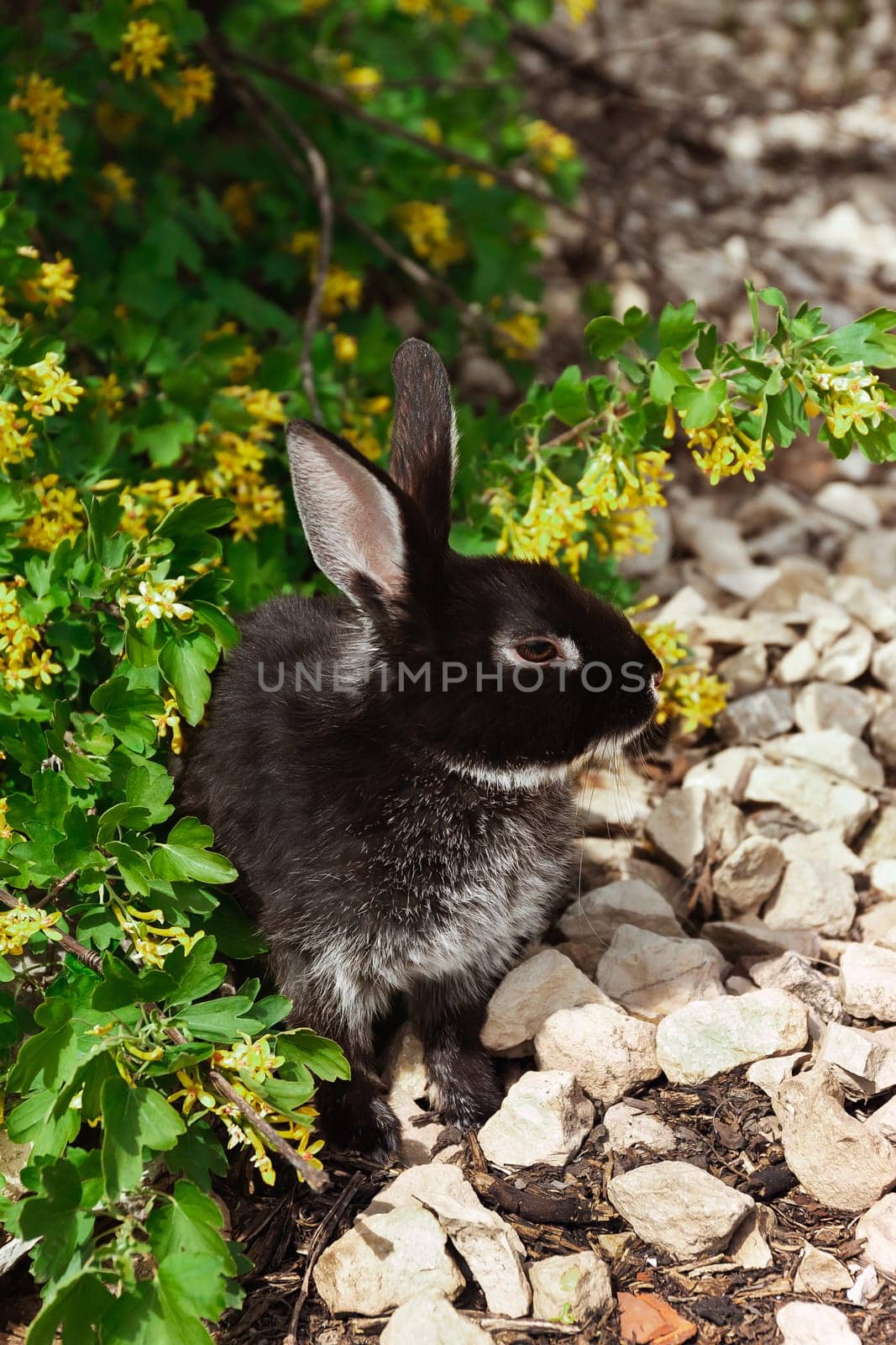 A black rabbit is sitting under a flowering bush of forest currant