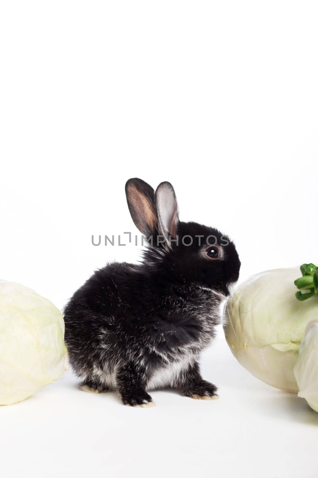 A black little rabbit sits near a cabbage on a white isolated background