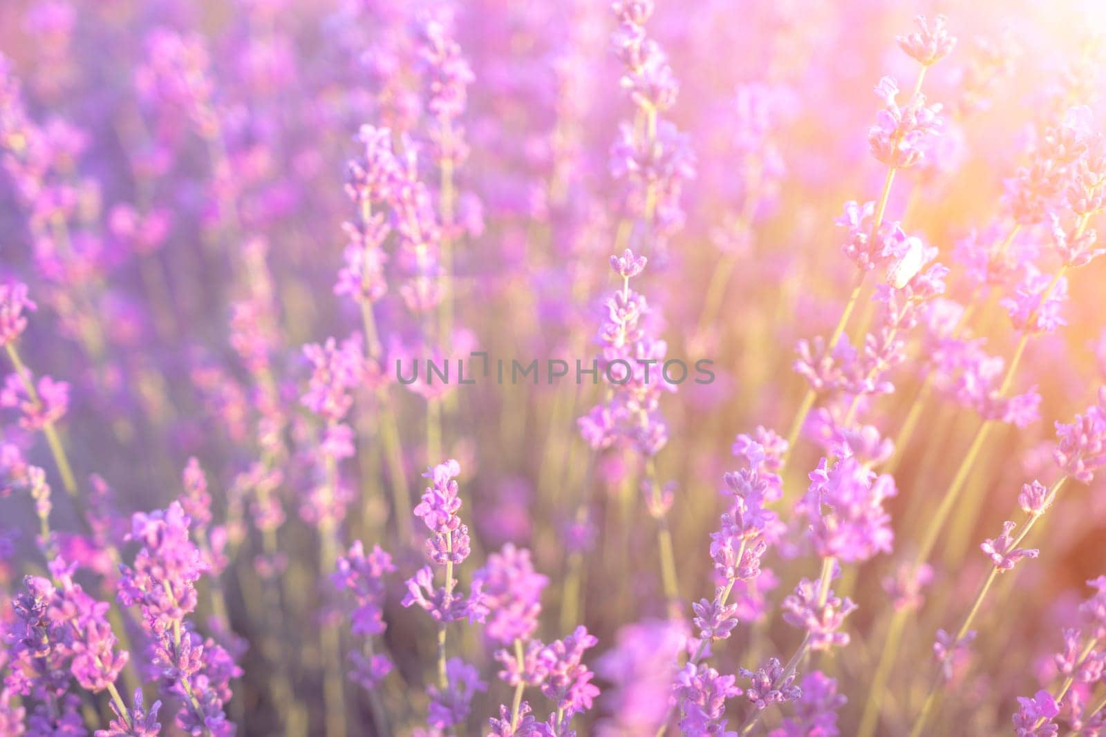 Lavender flower field closeup on sunset, fresh purple aromatic flowers for natural background. Design template for lifestyle illustration. Violet lavender field in Provence, France. by panophotograph