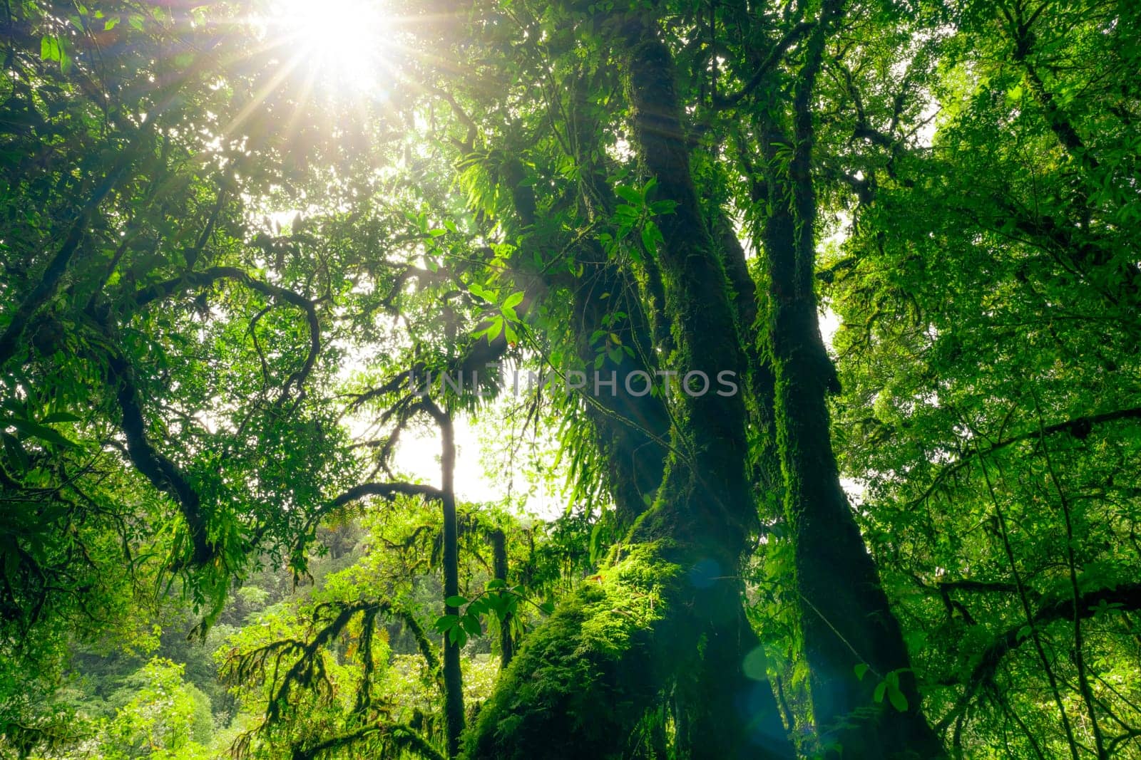 Green tree forest with sunlight through green leaves. Natural carbon capture and carbon credit concept. Sustainable forest management. Trees absorb carbon dioxide. Natural carbon sink. Environment day by Fahroni