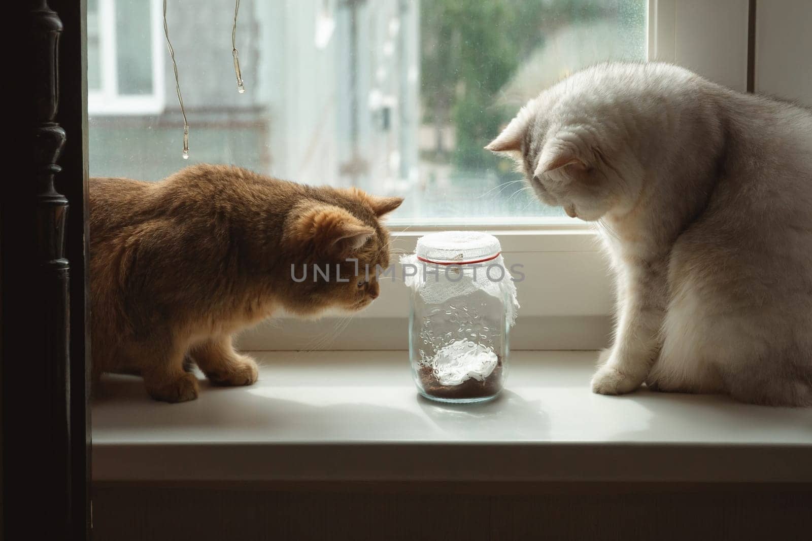 White and brown cats of the British breed look at a butterfly that flies in a glass jar