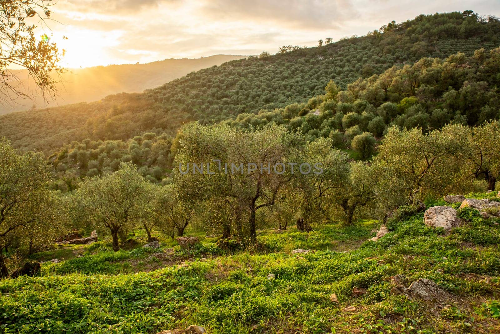 Ligurian olive trees are used to produce extra virgin olive oil.
