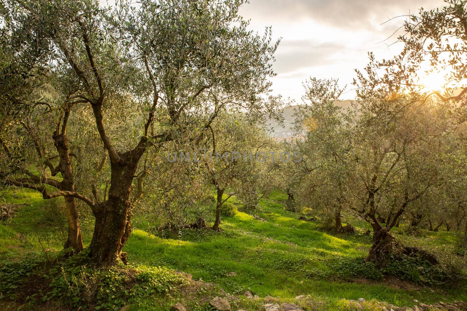 The Ligurian olive trees that are used to make extra virgin olive oil by contas