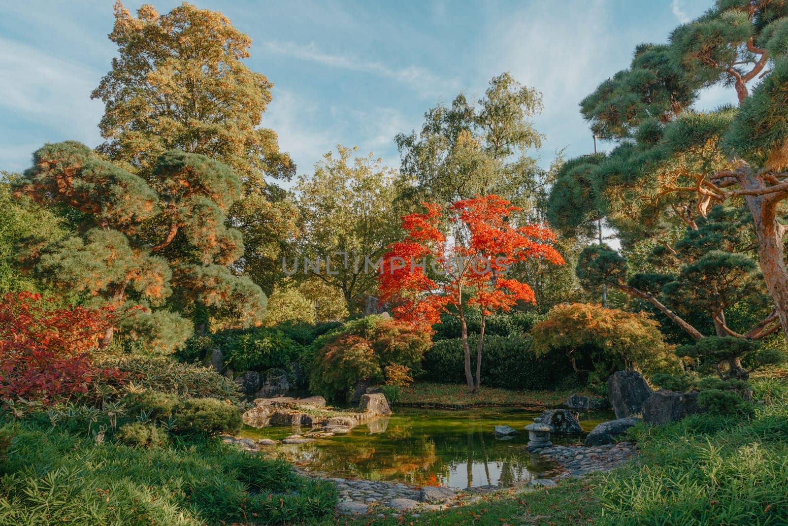 Beautiful Japanese Garden and red trees at autumn seson. A burst of fall color with pond reflections. by Andrii_Ko