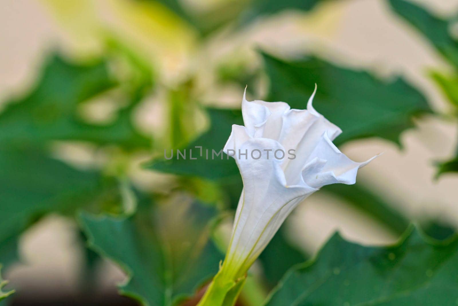 Datura stramonium, known by the common names, jimson weed, ditch weed, stink weed, loco weed,Korean morning glory, Jamestown weed, thorn apple, angel's trumpet, devil's trumpet, devil's snare, devil's seed, mad hatter, crazy tea, malpitte, the Devil's balls, is an erect annual herb, on average 30 to 150 cm 1-5 feet tall with erect, forking and purple stems. The leaves are large, 7 to 20 cm 3-8 in long and have irregular teeth by roman_nerud