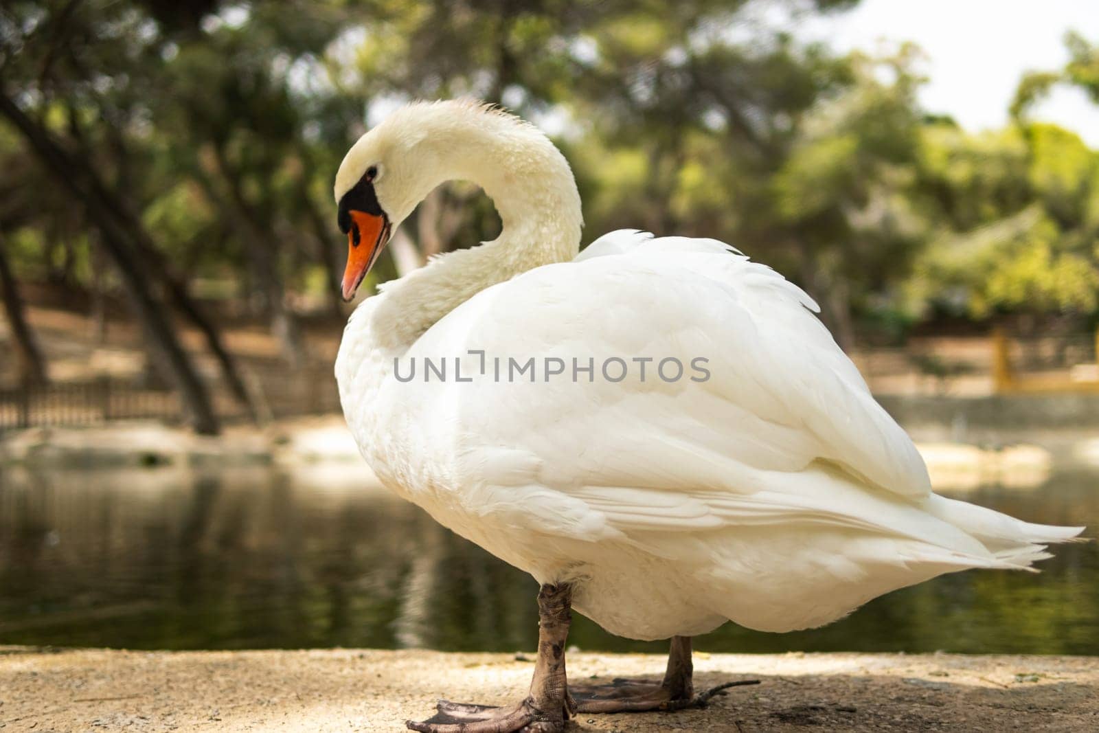 a swan stands near the water of a lake on a sunny day, a swan on a pond, a series about nature by PopOff