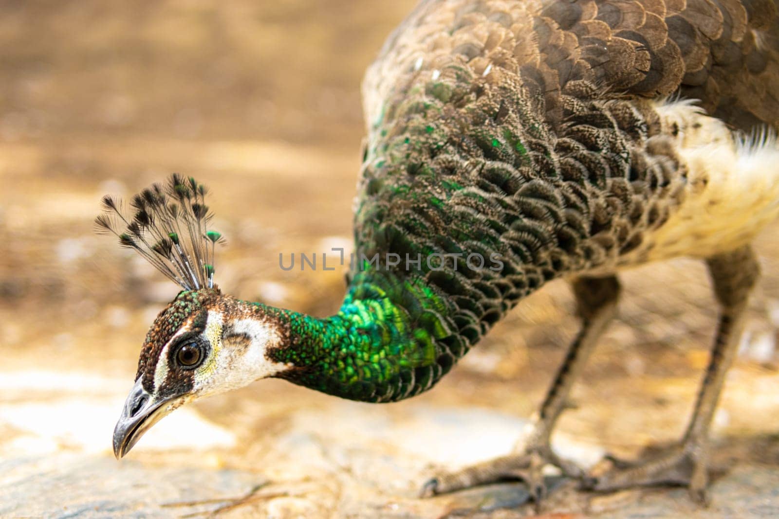 Portrait of a beautiful female peacock in the farm yard, brown background. by PopOff