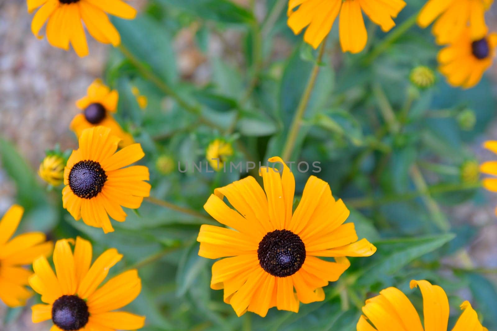 Rudbeckia plants, the Asteraceae yellow and brown flowers. Black brown -eyed Susan flowers. Yellow or gold flower heads bloom in mid to late summer. by roman_nerud
