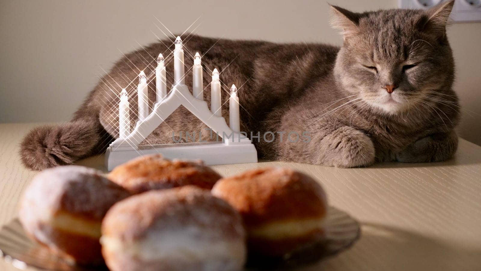 Scottish Straight eared Cat celebrate the Jewish holiday of Hanukkah at home with sweet donuts.