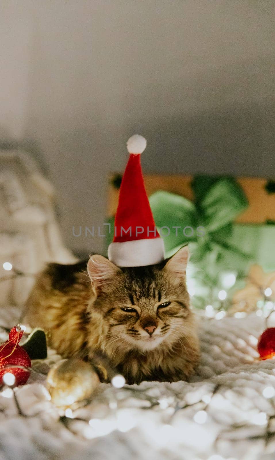 Portrait of one small brown fluffy kitten lying on the sofa at night with a Santa Claus hat on his head, burning garland, Christmas balls, gift box, dozing in anticipation of the holiday, close-up side view.