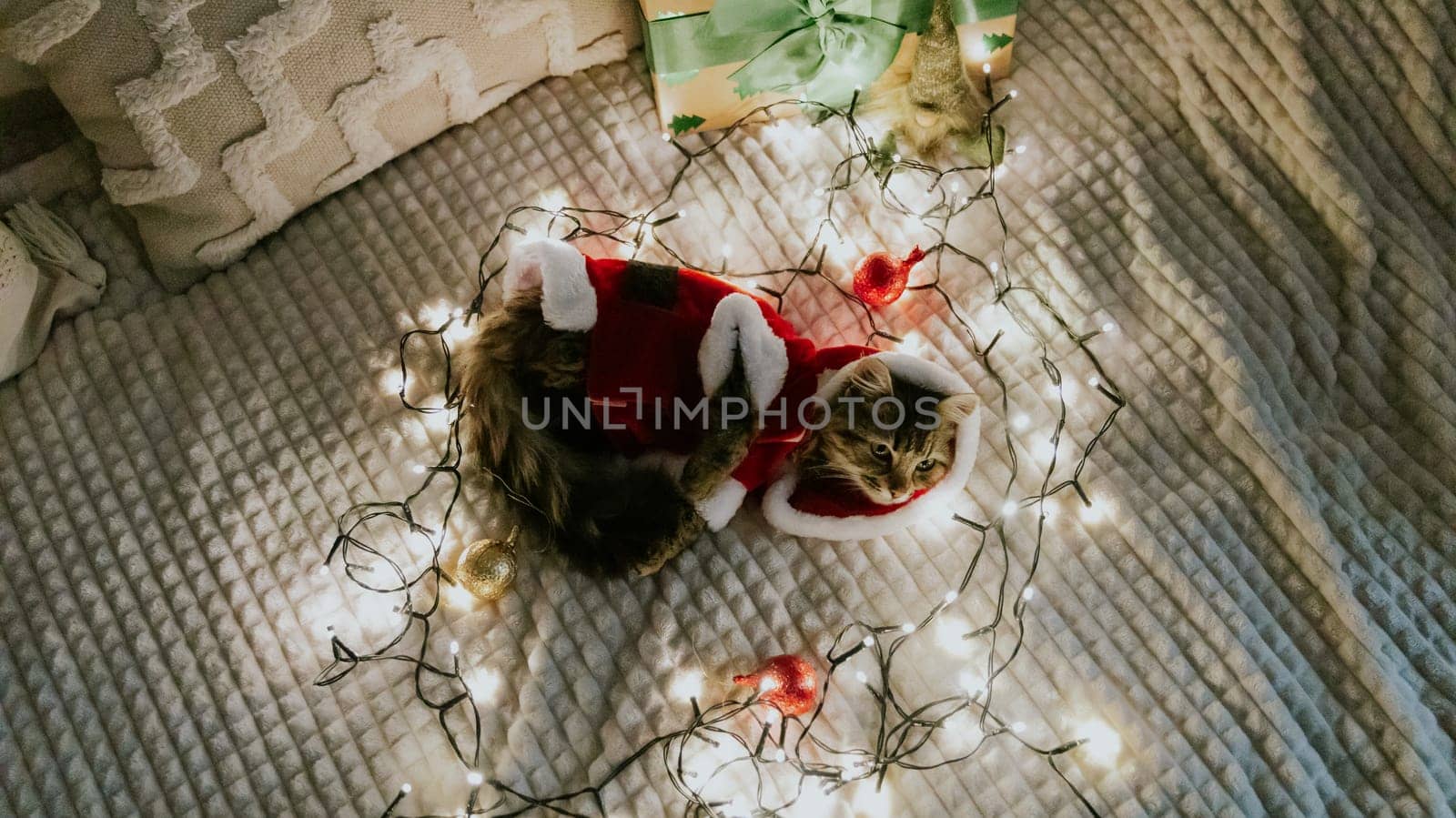 A portrait of one small brown fluffy kitten in a Santa Claus costume lies on the sofa at night in a burning garland with chocolate Christmas tree toys, flat lay close-up.