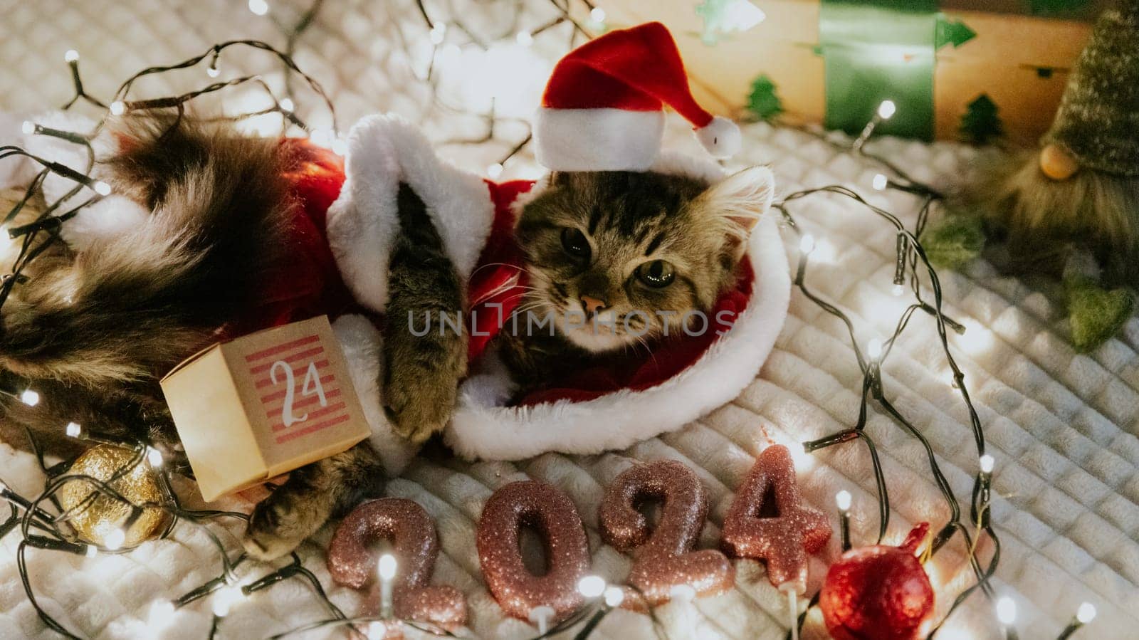 A portrait of one small brown fluffy kitten in a Santa Claus costume lies at night on the sofa in a burning garland with Christmas tree toys, a gnome, a gift box, a surprise advent calendar box with the date 24 and candles 2024, looking at the camera, side view close-up.