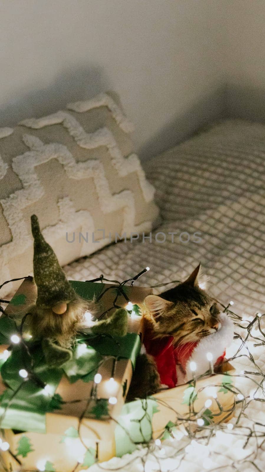 Portrait of one small brown fluffy kitten in a Santa Claus costume sleeping in a gift craft box with a large green bow, a gnome toy and a burning garland around on the sofa at night, close-up side view.