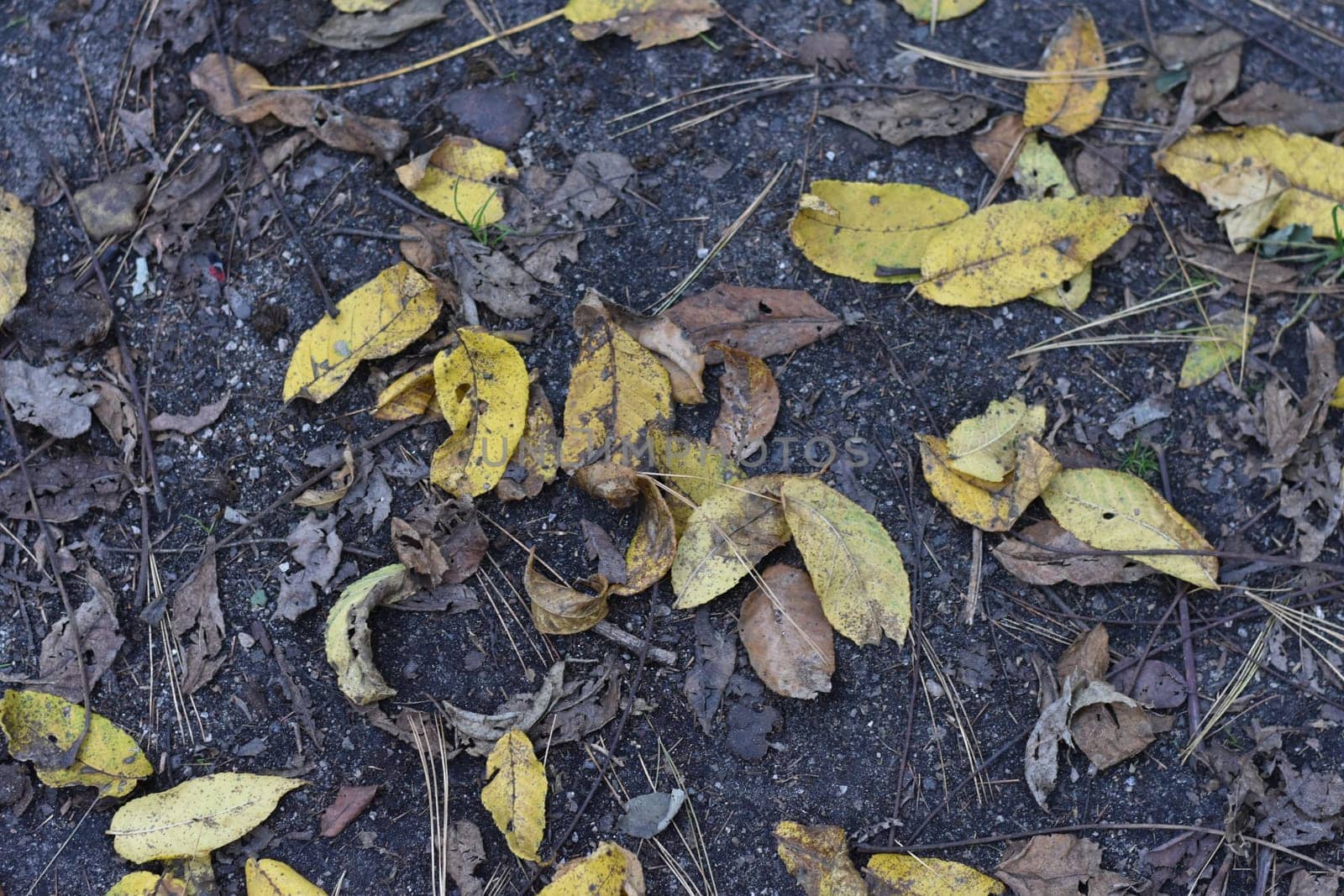 Yellow and Brown Leaves Fallen on Black Asphalt Road Background. Walking in Nature at Orchard Beach Park, Bronx, New York City. High quality photo