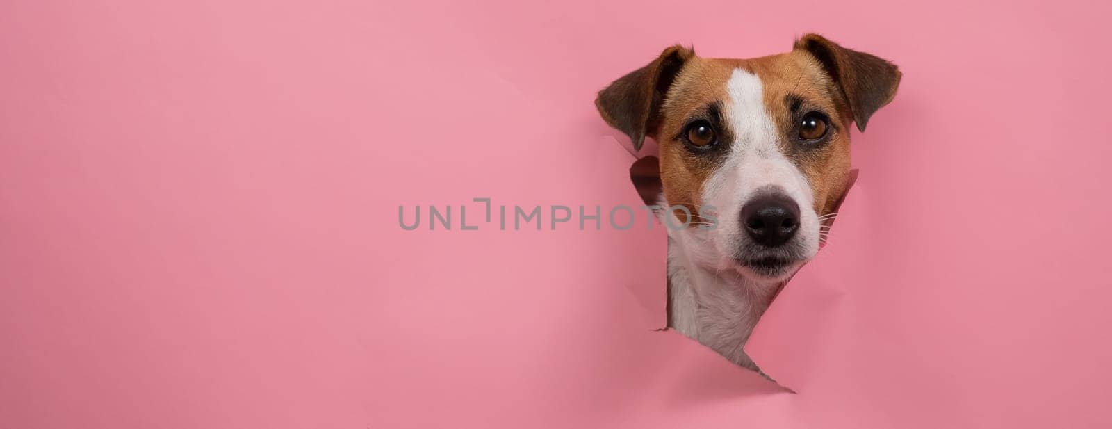 Funny dog jack russell terrier tore pink paper background. Widescreen